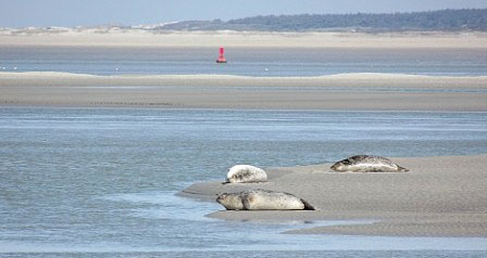 La colonie de phoques de la Baie de Somme Photo